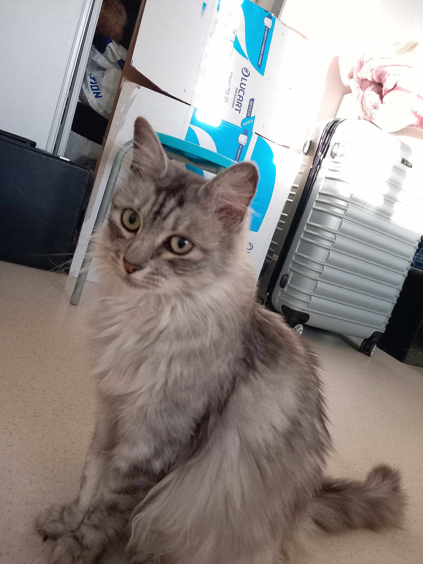 Bella a rejoint le concours — aidez-le/la à gagner de superbes lots ! cat, gray_cat, fluffy, pet, indoor, floor, cardboard_box, suitcase, household, furniture, domestic_animal, feline, whiskers, ears, tail, sitting, curious, fur, closeup, blurred_background