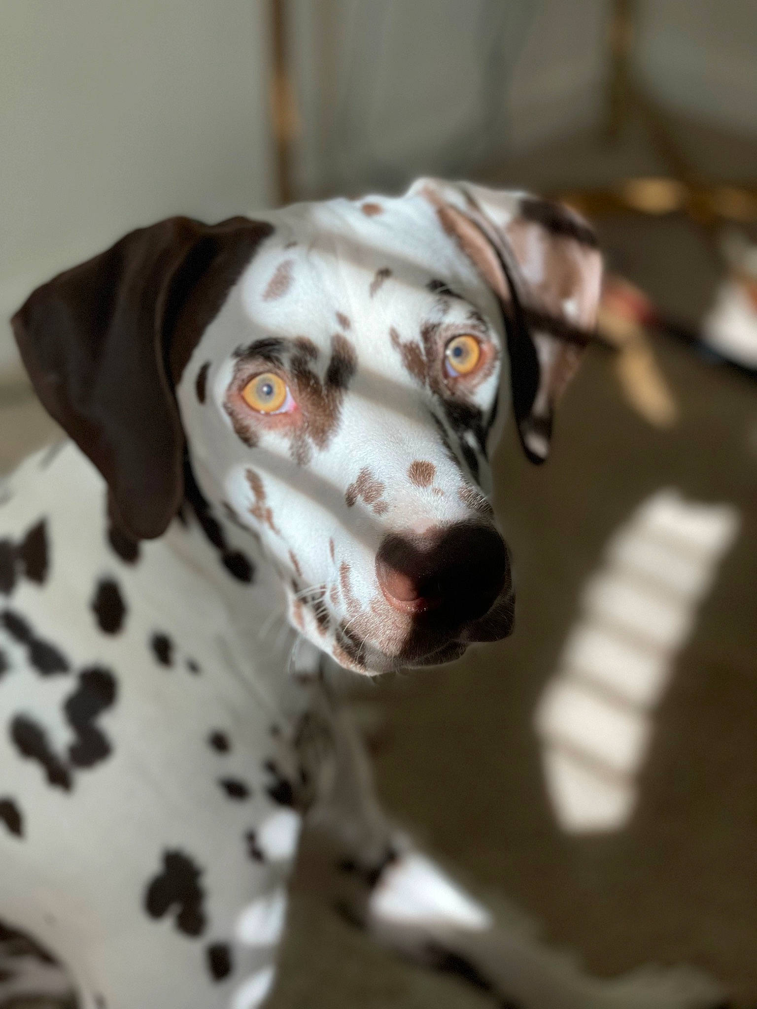 Mokka joined the competition — help win amazing prizes! canidae, carnivore, collar, companion_dog, dog, dog_breed, dog_collar, fawn, hunting_dog, non_sporting_group, pet_supply, sporting_group, whiskers, working_animal, working_dog