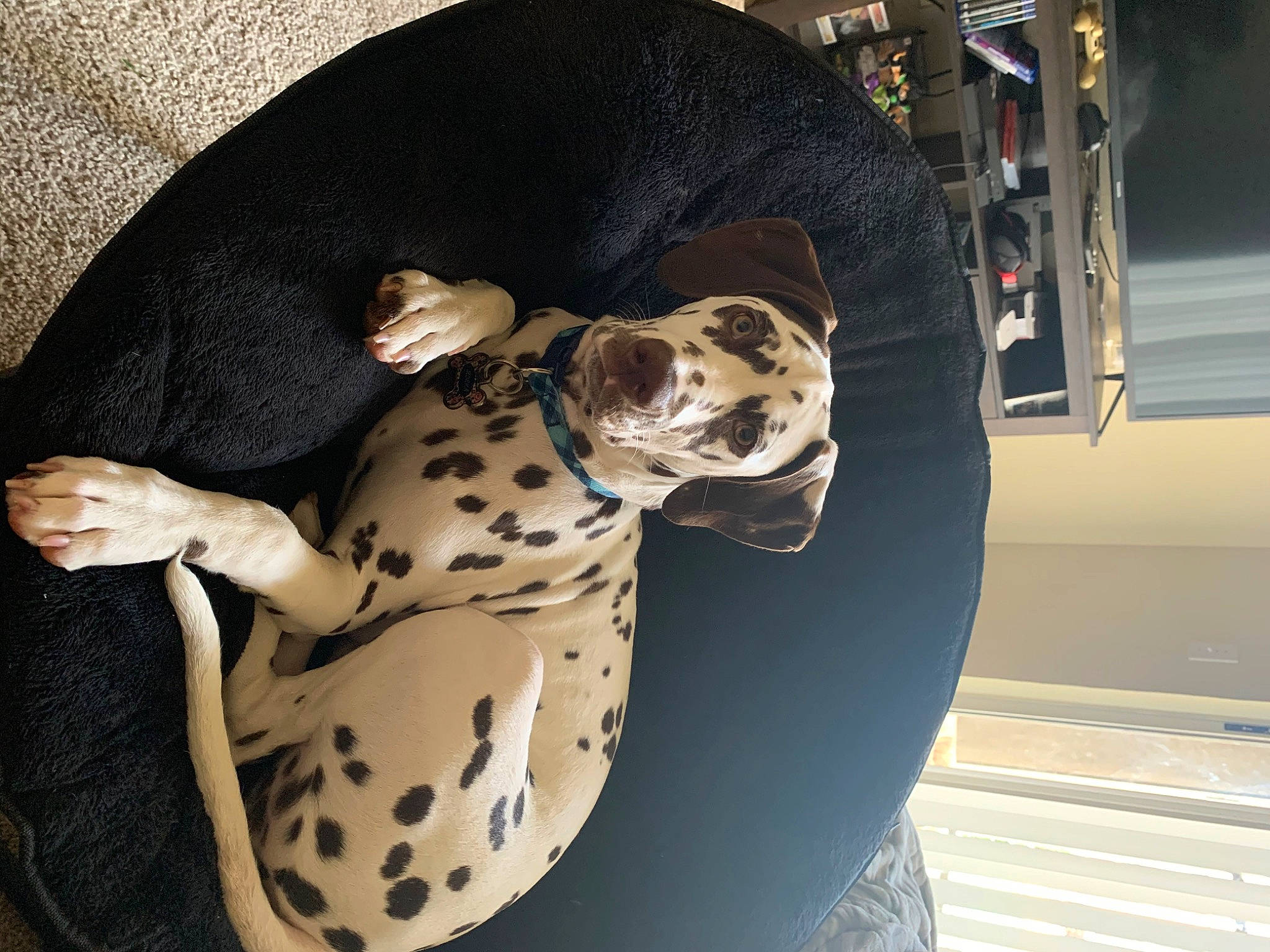 Mokka is registered to the contest to win money with this photo: canidae, carnivore, comfort, companion_dog, dalmatian, dog, dog_breed, dog_collar, dog_supply, fawn, felidae, fur, guard_dog, pattern, sleeve, snout, terrestrial_animal, toy_dog, whiskers, working_animal