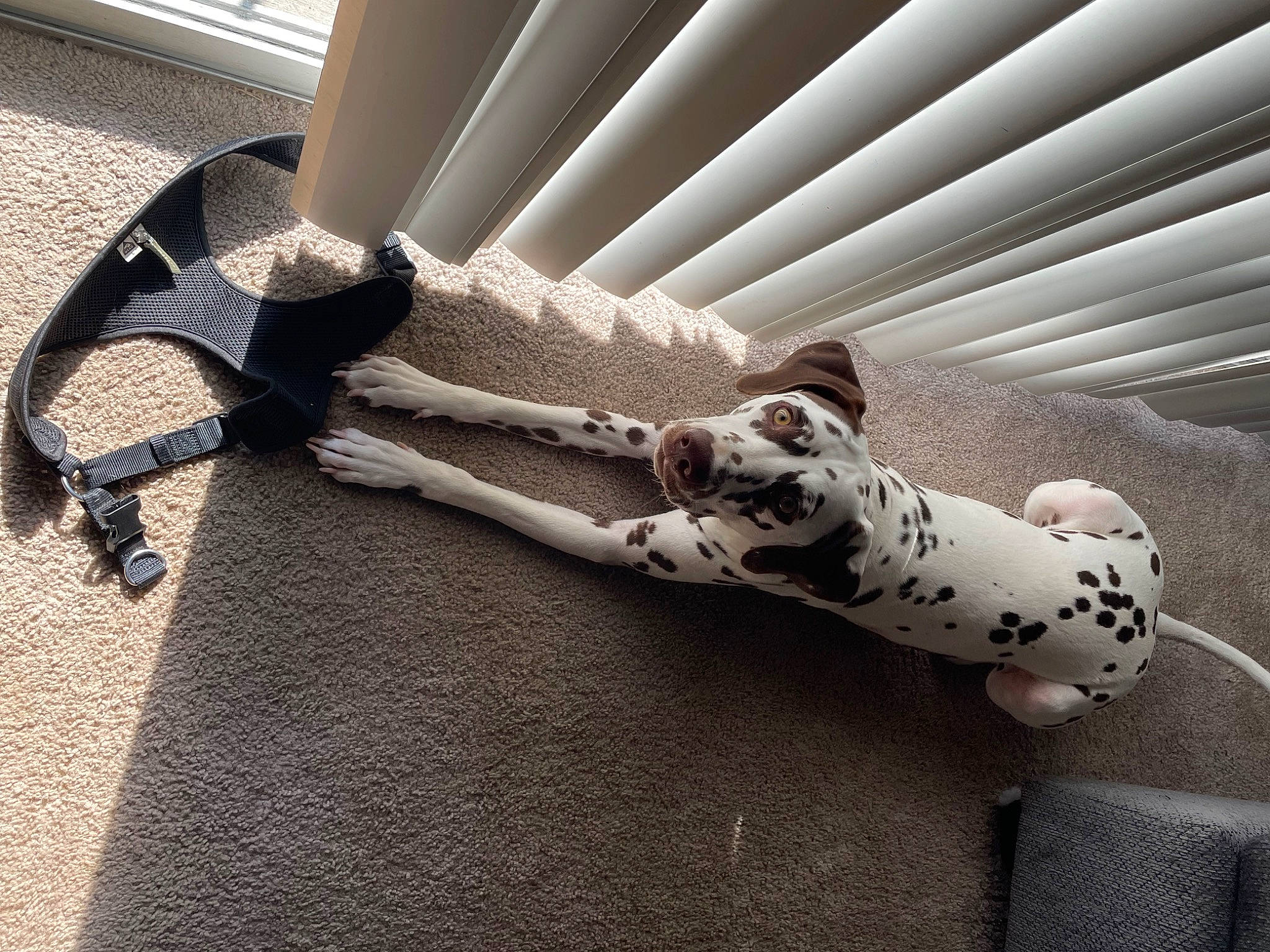 Mokka is registered to the contest to win money with this photo: canidae, carnivore, comfort, companion_dog, couch, dalmatian, dog, dog_breed, fawn, flooring, grey, human_leg, metal, pattern, sofa_bed, sporting_group, tail, terrestrial_animal, wood, working_animal