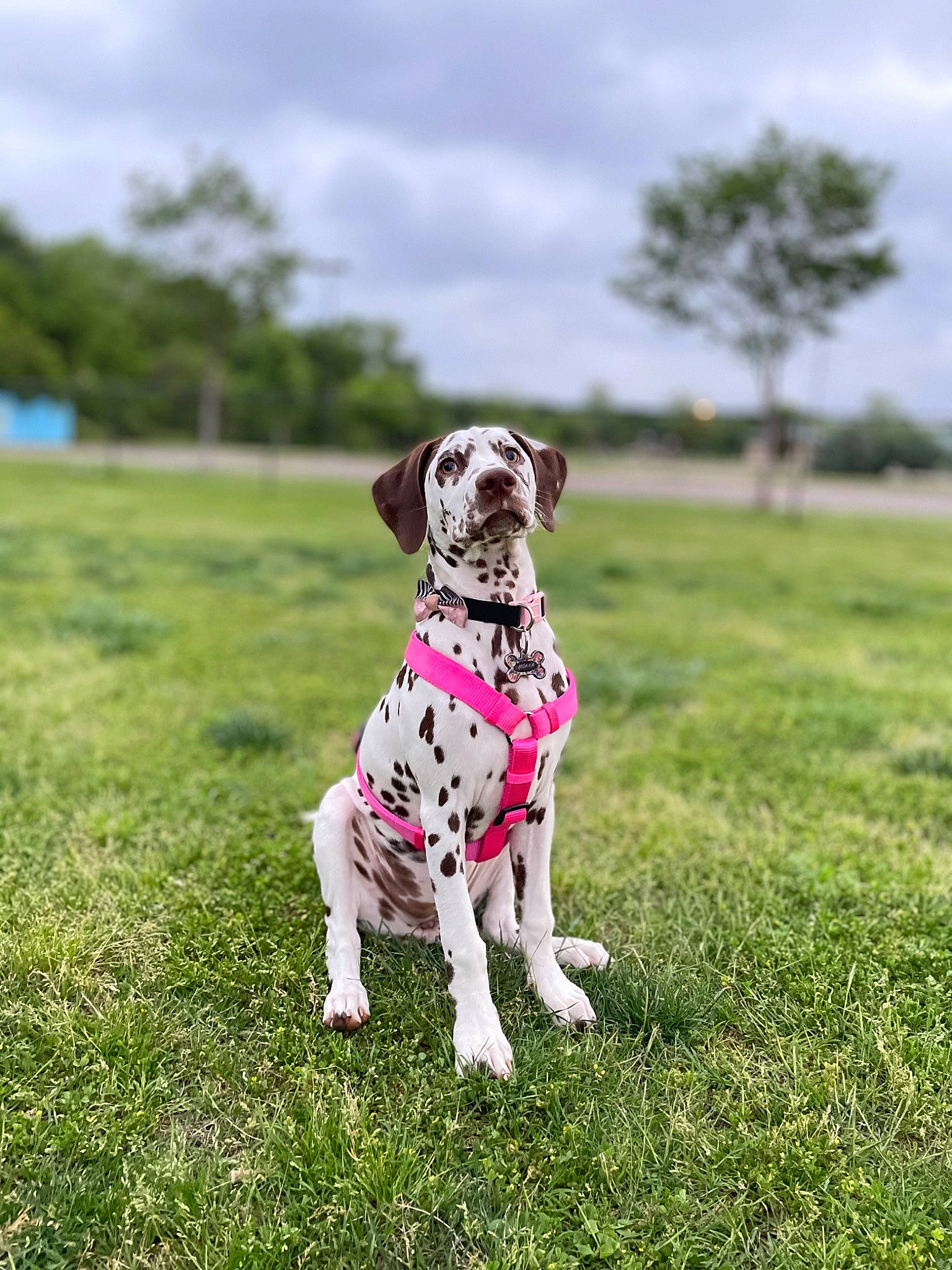 Mokka joined the competition — help win amazing prizes! canidae, carnivore, cloud, collar, companion_dog, dalmatian, dog, dog_breed, dog_collar, dog_supply, fawn, grass, grassland, happy, pet_supply, plant, sky, snout, sporting_group, tree