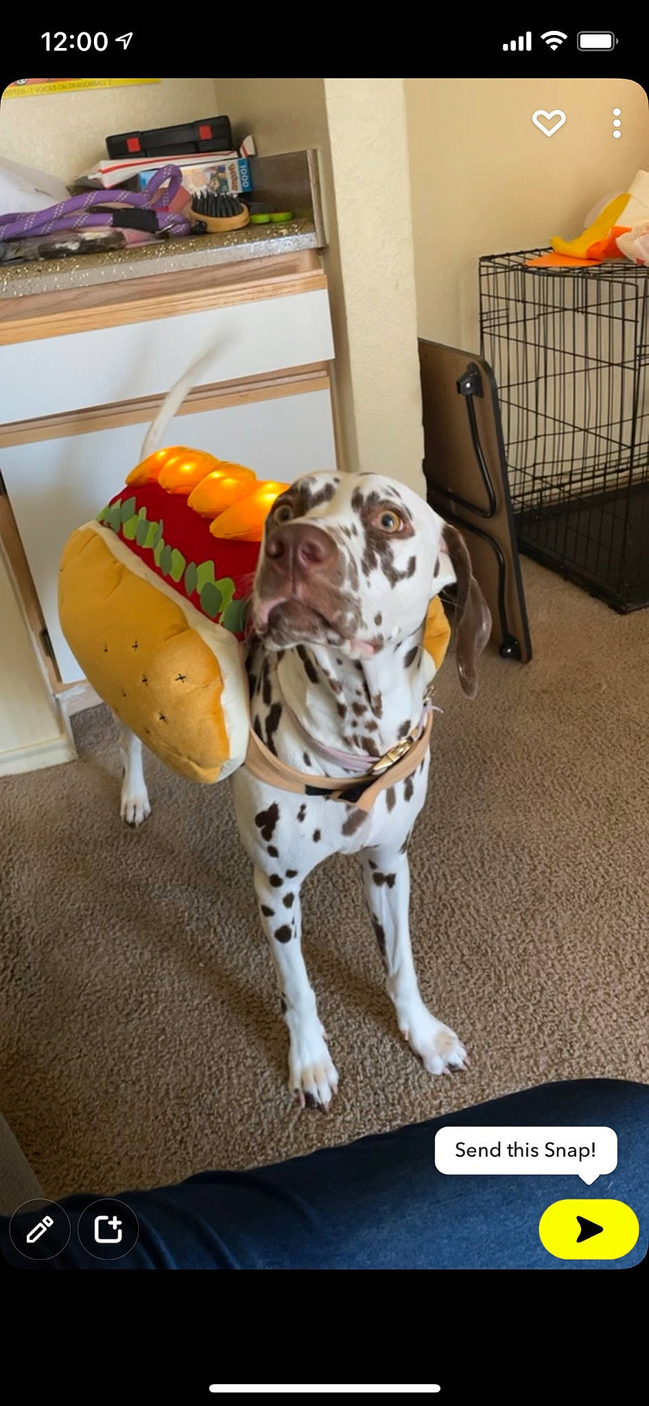 Mokka is registered to the contest to win money with this photo: canidae, carnivore, chair, comfort, companion_dog, dalmatian, dog, dog_breed, dog_clothes, dog_supply, fawn, flooring, machine, pet_supply, snout, sporting_group, tail, terrestrial_animal, windsor_chair, working_animal