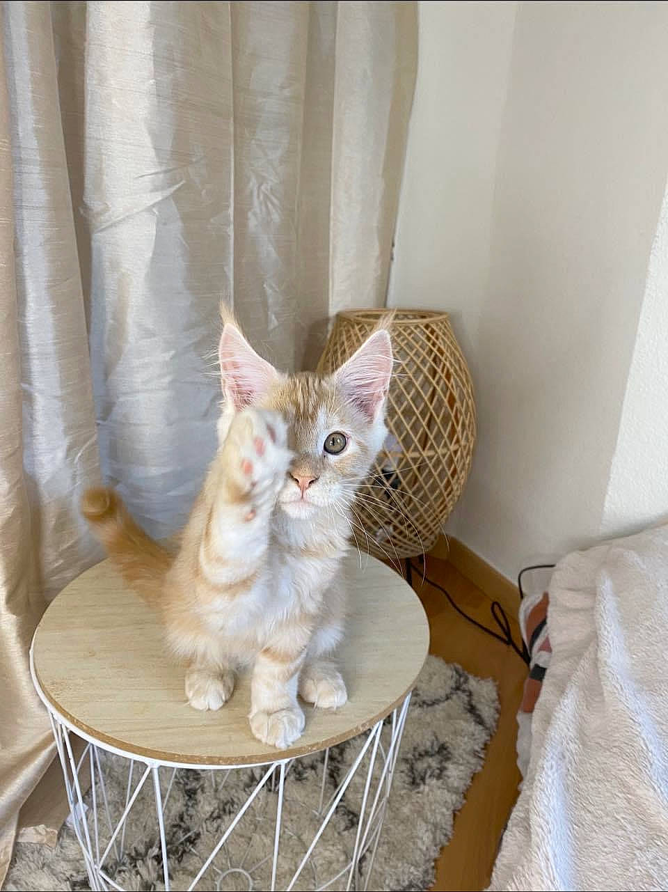 Timba participe au concours pour gagner de l'argent avec cette photo : carnivore, cat, cat_supply, chair, comfort, curtain, domestic_short_haired_cat, fawn, felidae, fur, furniture, linens, pet_supply, shelf, small_to_medium_sized_cats, table, tail, whiskers, window, wood