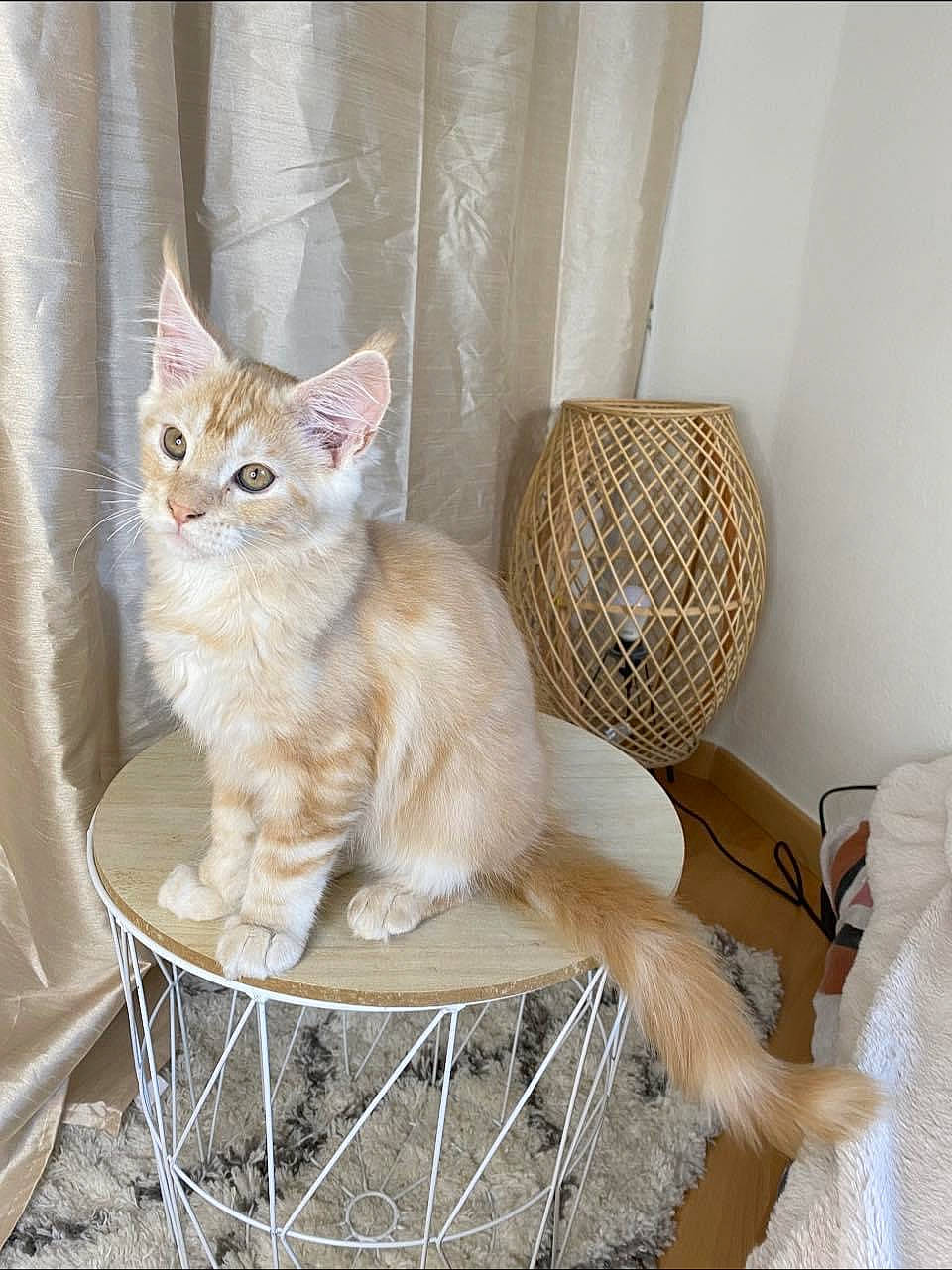 Timba participe au concours pour gagner de l'argent avec cette photo : carnivore, cat, cat_supply, chair, curtain, domestic_short_haired_cat, fawn, felidae, fur, furniture, outdoor_furniture, outdoor_table, pet_supply, small_to_medium_sized_cats, table, tableware, tail, whiskers, window, wood