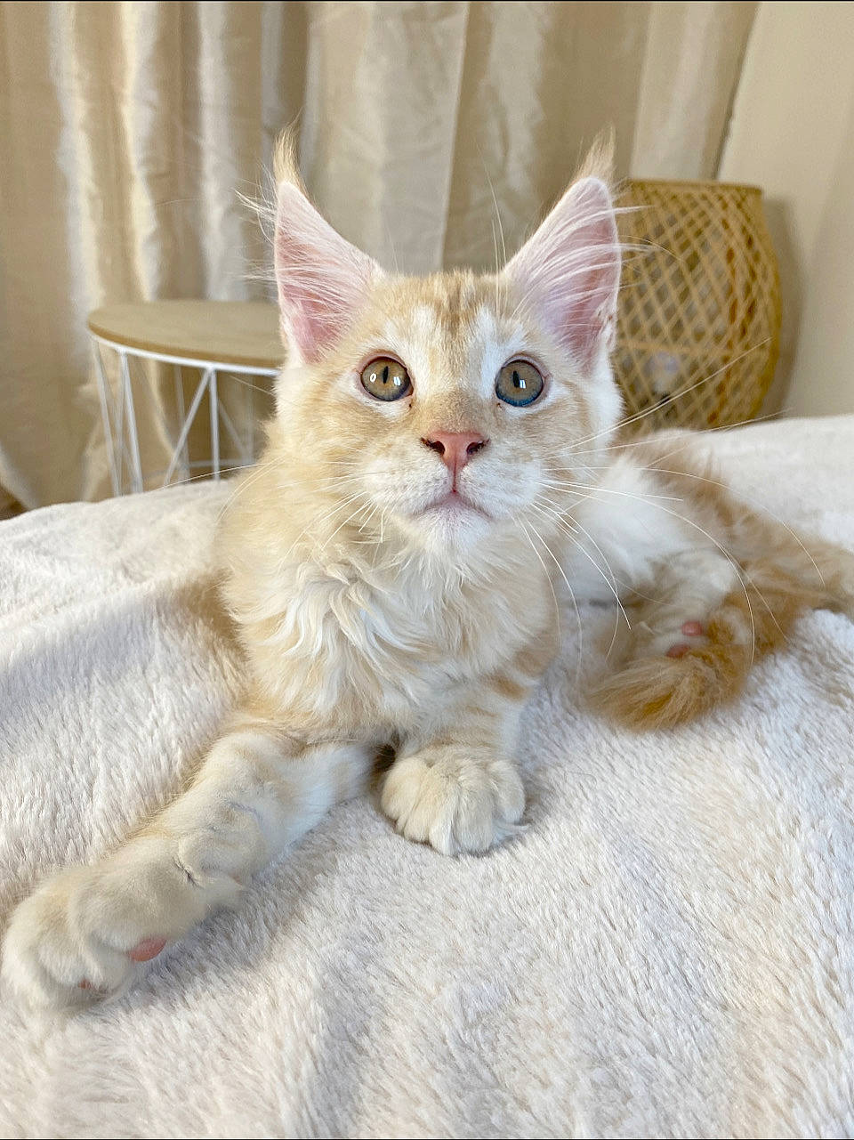 Timba a rejoint le concours — aidez-le/la à gagner de superbes lots ! carnivore, cat, cat_supply, claw, comfort, domestic_short_haired_cat, fawn, felidae, fur, paw, sitting, small_to_medium_sized_cats, snout, tail, terrestrial_animal, whiskers, window