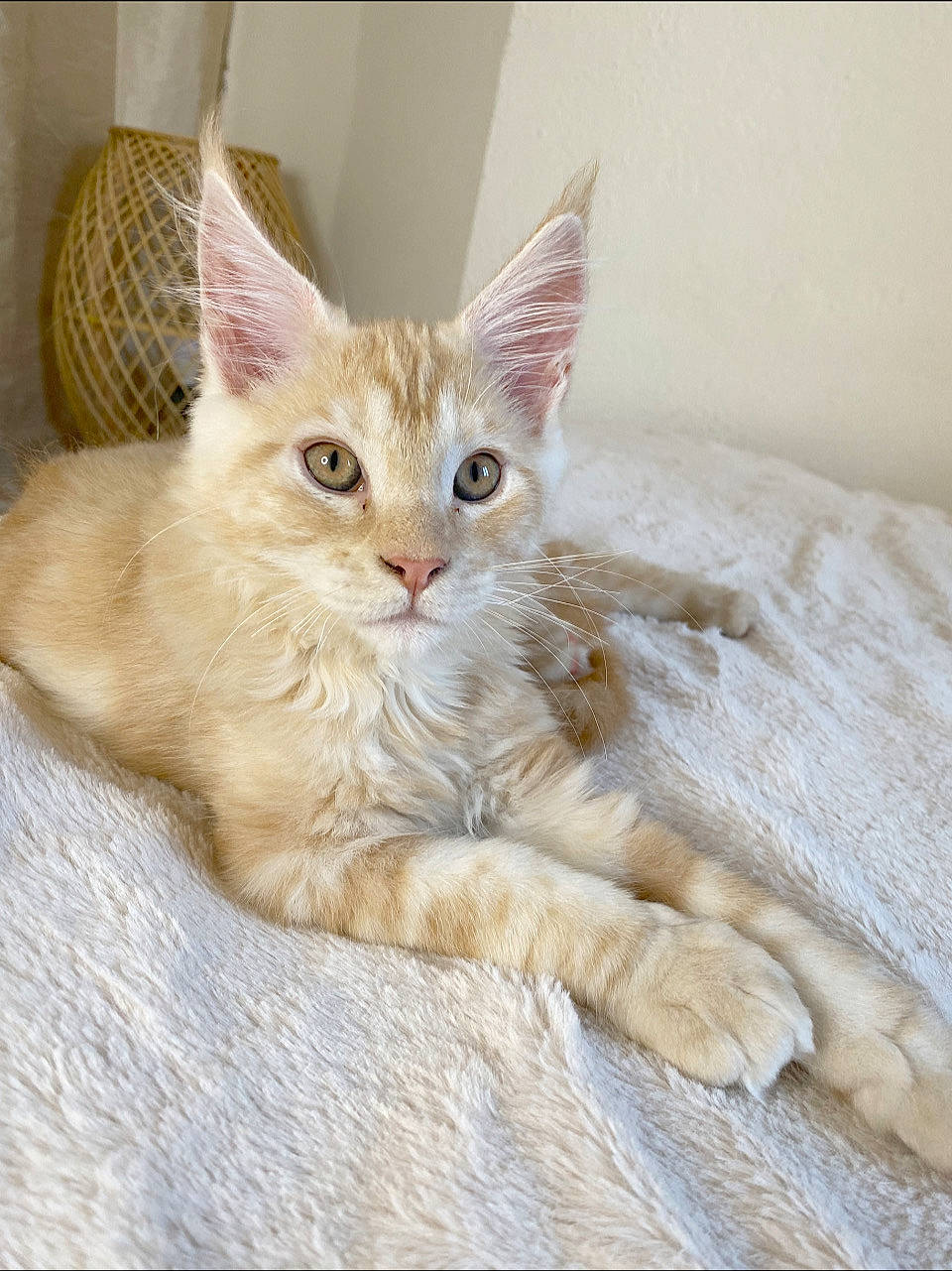 Timba a rejoint le concours — aidez-le/la à gagner de superbes lots ! carnivore, cat, cat_bed, cat_supply, claw, comfort, domestic_short_haired_cat, fawn, felidae, fur, laperm, paw, small_to_medium_sized_cats, tail, whiskers, window