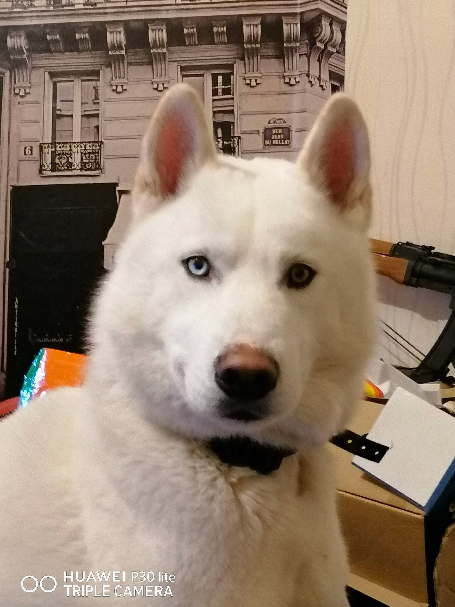 Fantôme participe au concours pour gagner de l'argent avec cette photo : ancient_dog_breeds, berger_blanc_suisse, canaan_dog, canidae, canis, carnivore, dog, dog_breed, indian_spitz, kishu, korean_jindo_dog, mammal, pungsan_dog, rare_breed_dog, sakhalin_husky, seppala_siberian_sleddog, siberian_husky, vertebrate, white_shepherd, wolfdog