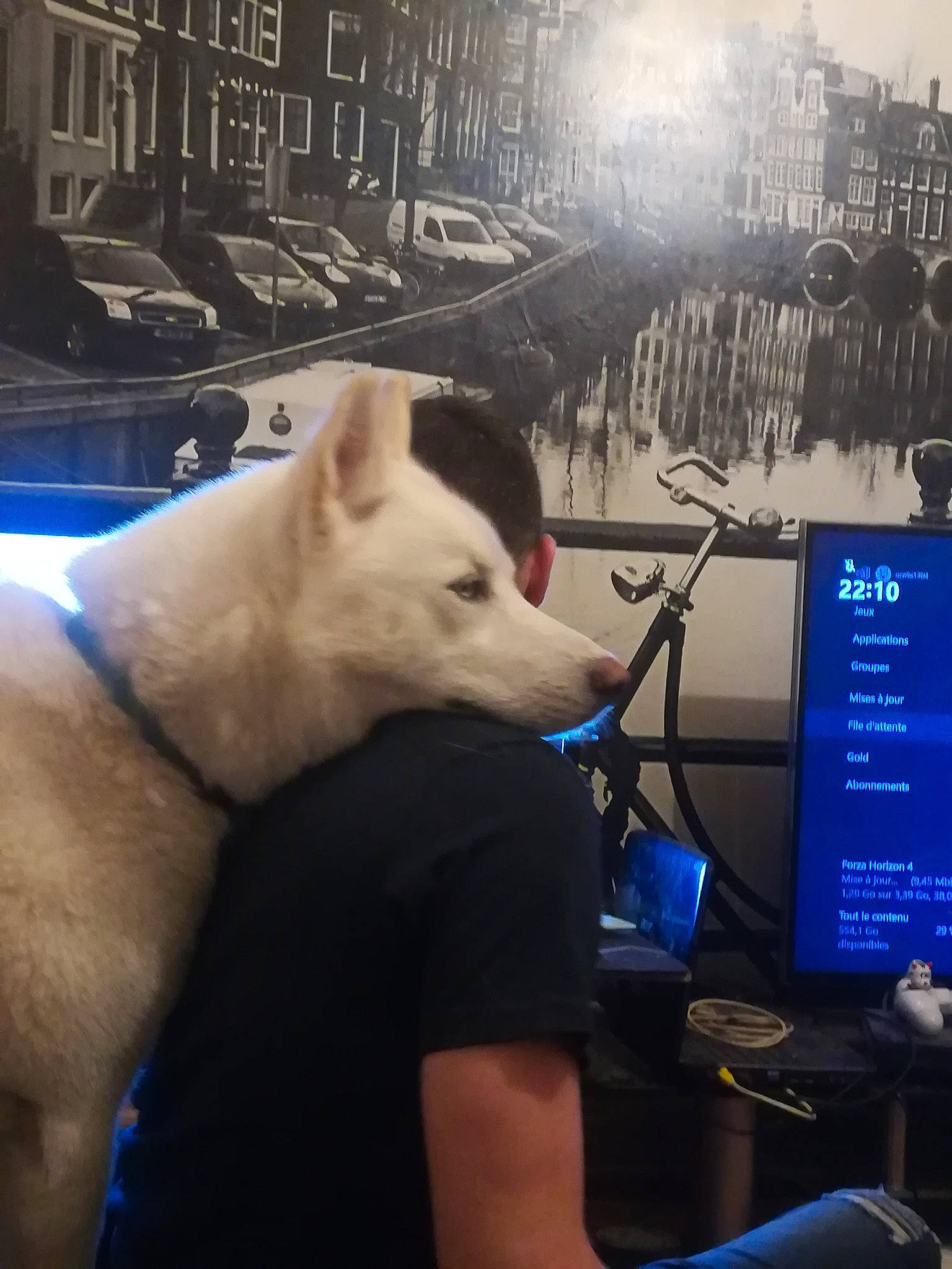 Fantôme participe au concours pour gagner de l'argent avec cette photo : akita, akita_inu, berger_blanc_suisse, canidae, canis, carnivore, dog, dog_breed, kishu, korean_jindo_dog, mammal, non_sporting_group, nose, shiba_inu, sky, snout, vertebrate, white_shepherd