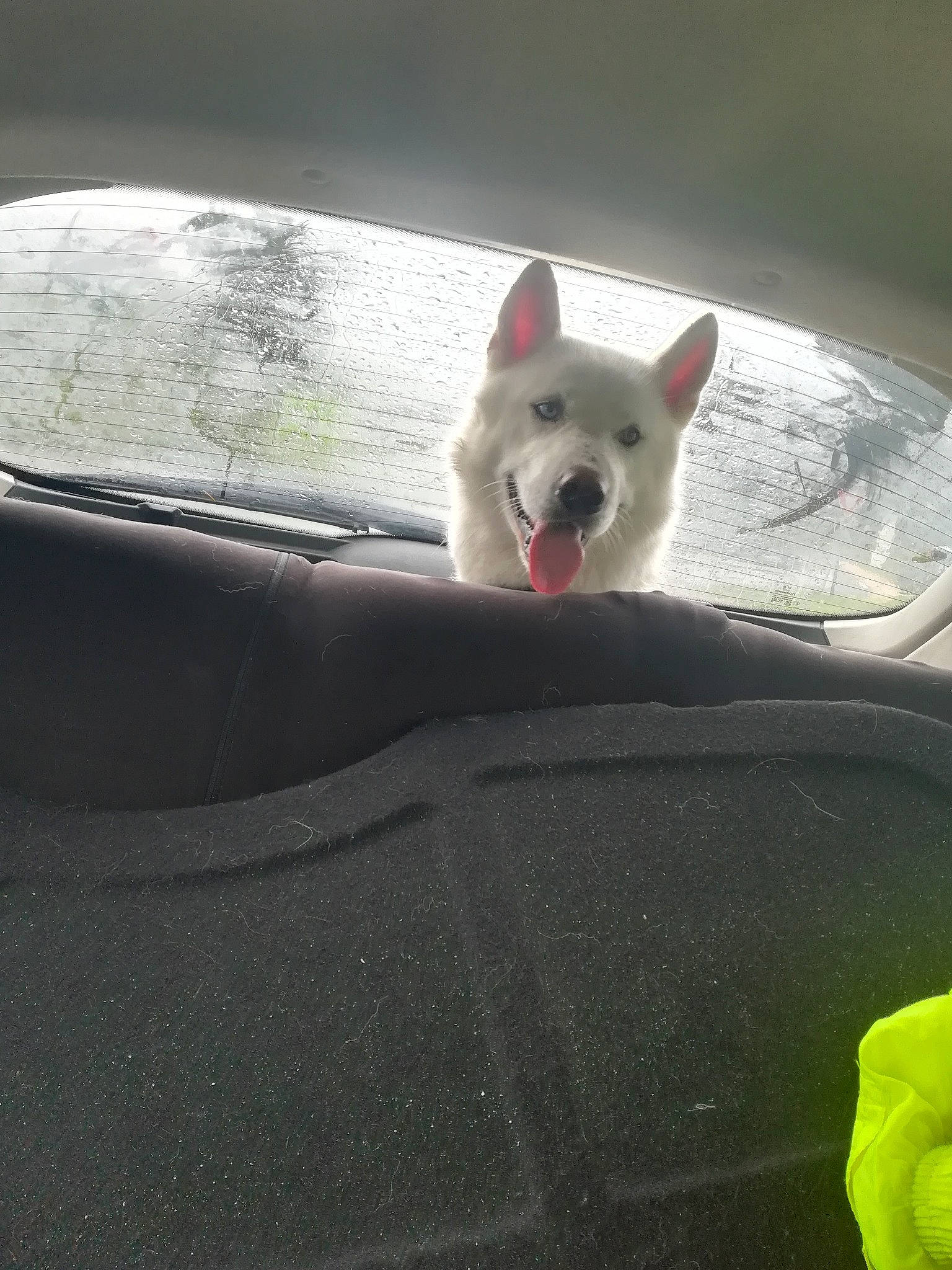 Fantôme participe au concours pour gagner de l'argent avec cette photo : berger_blanc_suisse, canidae, carnivore, dog, dog_breed, japanese_spitz, kintamani, kishu, korean_jindo_dog, mammal, non_sporting_group, norwegian_buhund, samoyed, vertebrate, white_shepherd