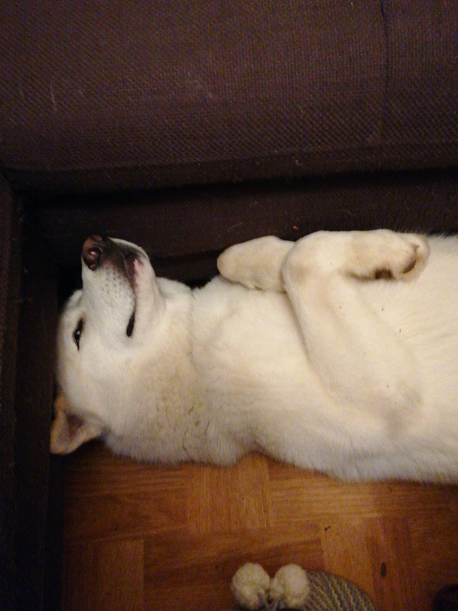 Fantôme participe au concours pour gagner de l'argent avec cette photo : canidae, domestic_rabbit, fur, rabbit, rabbits_and_hares, tail