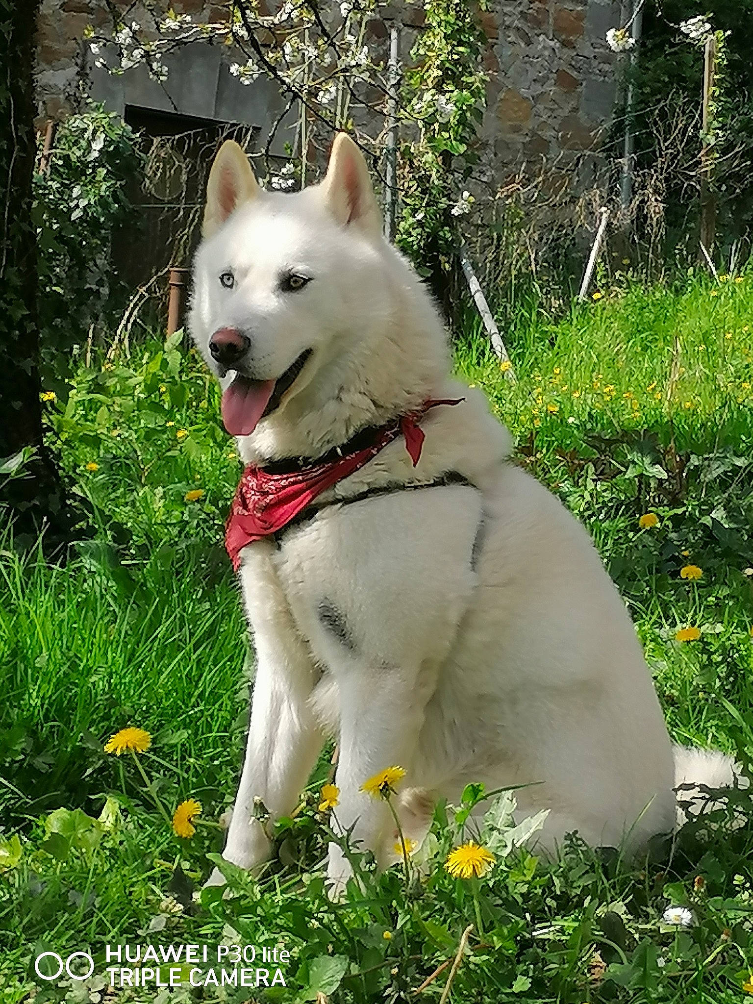 Fantôme participe au concours pour gagner de l'argent avec cette photo : ancient_dog_breeds, berger_blanc_suisse, canadian_eskimo_dog, canidae, carnivore, companion_dog, dog, dog_breed, hokkaido, kintamani, kishu, korean_jindo_dog, labrador_husky, mammal, norwegian_buhund, pungsan_dog, rare_breed_dog, siberian_husky, vertebrate, white_shepherd