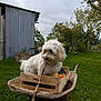 animal, apples, backyard, cloudy_sky, crate, curious, dog, fluffy, garden, green_grass, hand, leash, nature, outdoor, pet, rusty, shed, trees, wheelbarrow, white_dog