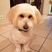 Simba a rejoint le concours — aidez-le/la à gagner de superbes lots ! animal, bow_tie, companion, cozy, cute, cute_pet, dog, domestic, floor, fluffy, friendly, furniture, home, indoor, pet, portrait, sitting, small_dog, tile_floor, white_fur