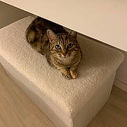 Nirvana participe au concours pour gagner de l'argent avec cette photo : cat, tabby_cat, pet, indoor, ottoman, white_fabric, fluffy, green_eyes, whiskers, paws, looking_up, sitting, cozy, fur, furniture, wooden_floor, flooring, minimalist, portrait, relaxed
