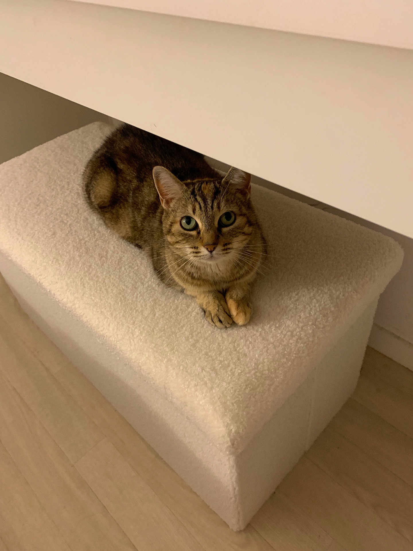 Nirvana participe au concours pour gagner de l'argent avec cette photo : cat, tabby_cat, pet, indoor, ottoman, white_fabric, fluffy, green_eyes, whiskers, paws, looking_up, sitting, cozy, fur, furniture, wooden_floor, flooring, minimalist, portrait, relaxed