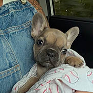 Joey joined the competition — help win amazing prizes! puppy, dog, french_bulldog, blanket, baseball_pattern, denim_overalls, person, tattoo, car_interior, window, forest, holding, cute, pet, small_dog, fur, ears, face, hand, seat
