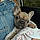 Joey