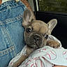 puppy, dog, french_bulldog, blanket, baseball_pattern, denim_overalls, person, tattoo, car_interior, window, forest, holding, cute, pet, small_dog, fur, ears, face, hand, seat