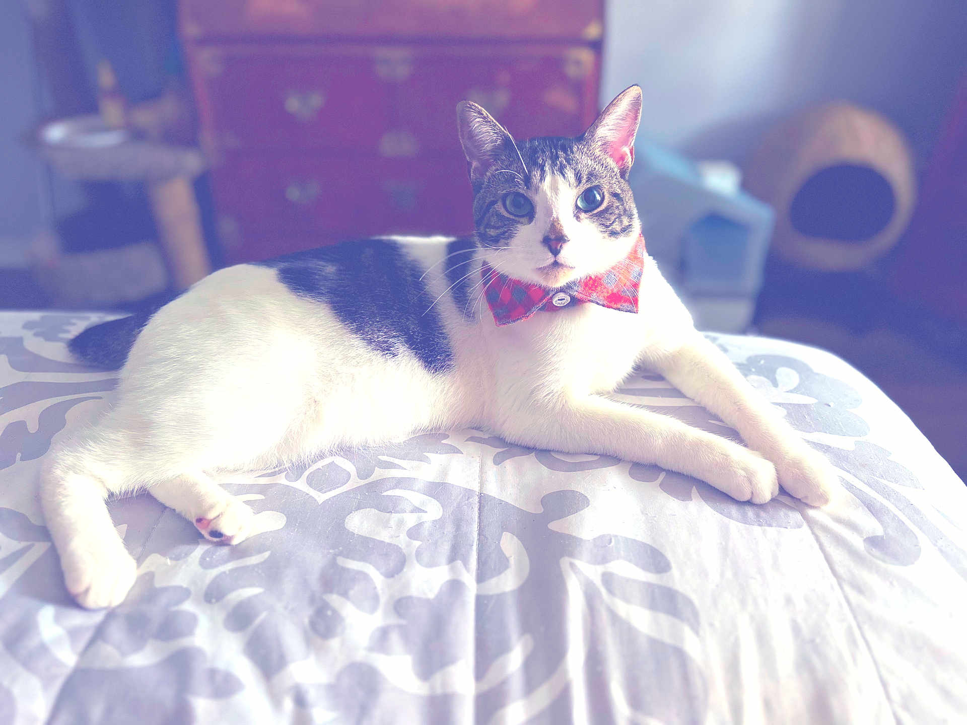 Kitty