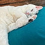 animal, cat, closeup, cozy, cushion, cute, domestic_animal, feline, fur, indoor, laying_down, paw, pet, relaxing, resting, sleepy, teal_cushion, whiskers, white_cat, wood_background
