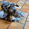 animal, cat, collar, companions, cute, dog, domestic, ears, floor, friendship, fur, indoor, interaction, mammal, motion, pet, playful, resting, tile, whiskers