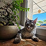 Blue participe au concours pour gagner de l'argent avec cette photo : animal, bonsai_tree, brick_floor, cat, cozy, curious, daylight, feline, green_leaves, home, indoor, natural_light, pet, plant, pot, relaxed, resting, silver_tabby, sunlight, window