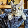 Blue a rejoint le concours — aidez-le/la à gagner de superbes lots ! animal, cat, cat_hammock, close_up, cozy, curious, ears, face, feline, furniture, gray_cat, home, indoor, pet, plush_fabric, relaxed, soft_texture, tabby_cat, whiskers, yellow_eyes