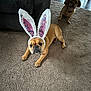 Harley is registered to the contest to win money with this photo: dog, indoor, carpet, bunny_ears, brown_dog, small_dog, cute, pet, animal, floor, furniture, living_room, playful, ears, costume, adorable, two_dogs, watching, domestic, companion
