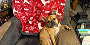 Harley joined the competition — help win amazing prizes! dog, french_bulldog, armchair, blanket, christmas_tree, holiday_decor, living_room, furniture, pet, canine, indoor, cozy, festive, reindeer_pattern, red_blanket, relaxed, seated, brown_dog, decorations, home