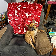 Harley is registered to the contest to win money with this photo: dog, french_bulldog, armchair, blanket, christmas_tree, holiday_decor, living_room, furniture, pet, canine, indoor, cozy, festive, reindeer_pattern, red_blanket, relaxed, seated, brown_dog, decorations, home