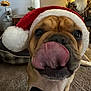 Harley is registered to the contest to win money with this photo: dog, santa_hat, tongue, close_up, indoor, carpet, holiday_decoration, festive, pet, animal, cute, christmas, celebration, face, brown_dog, tongue_out, muzzle, toy, decor, funny