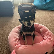 Bella is registered to the contest to win money with this photo: animal, canine, cat, dog, dogbed, furniture, pet, puppy