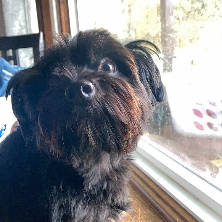 Buster is registered to the contest to win money with this photo: affenpinscher, animal, canine, dog, door, pet, plant, pottedplant, puppy, terrier, whitedog, window, windowsill