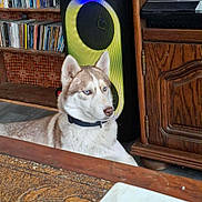 Akira a rejoint le concours — aidez-le/la à gagner de superbes lots ! dog, husky, blue_eyes, indoor, speaker, wooden_furniture, table, floral_pattern, collar, pet, calm, floor, electronics, shelf, cds, decor, home, animal, canine, resting