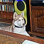 dog, husky, blue_eyes, indoor, speaker, wooden_furniture, table, floral_pattern, collar, pet, calm, floor, electronics, shelf, cds, decor, home, animal, canine, resting