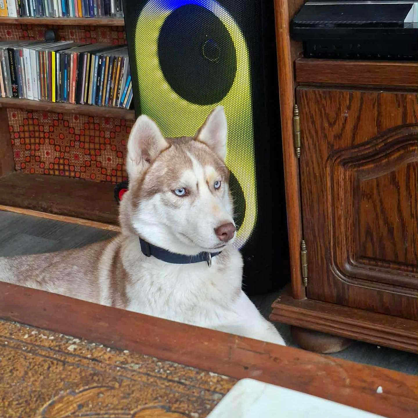 Akira a rejoint le concours — aidez-le/la à gagner de superbes lots ! animal, blue_eyes, calm, canine, cds, collar, decor, dog, electronics, floor, floral_pattern, home, husky, indoor, pet, resting, shelf, speaker, table, wooden_furniture