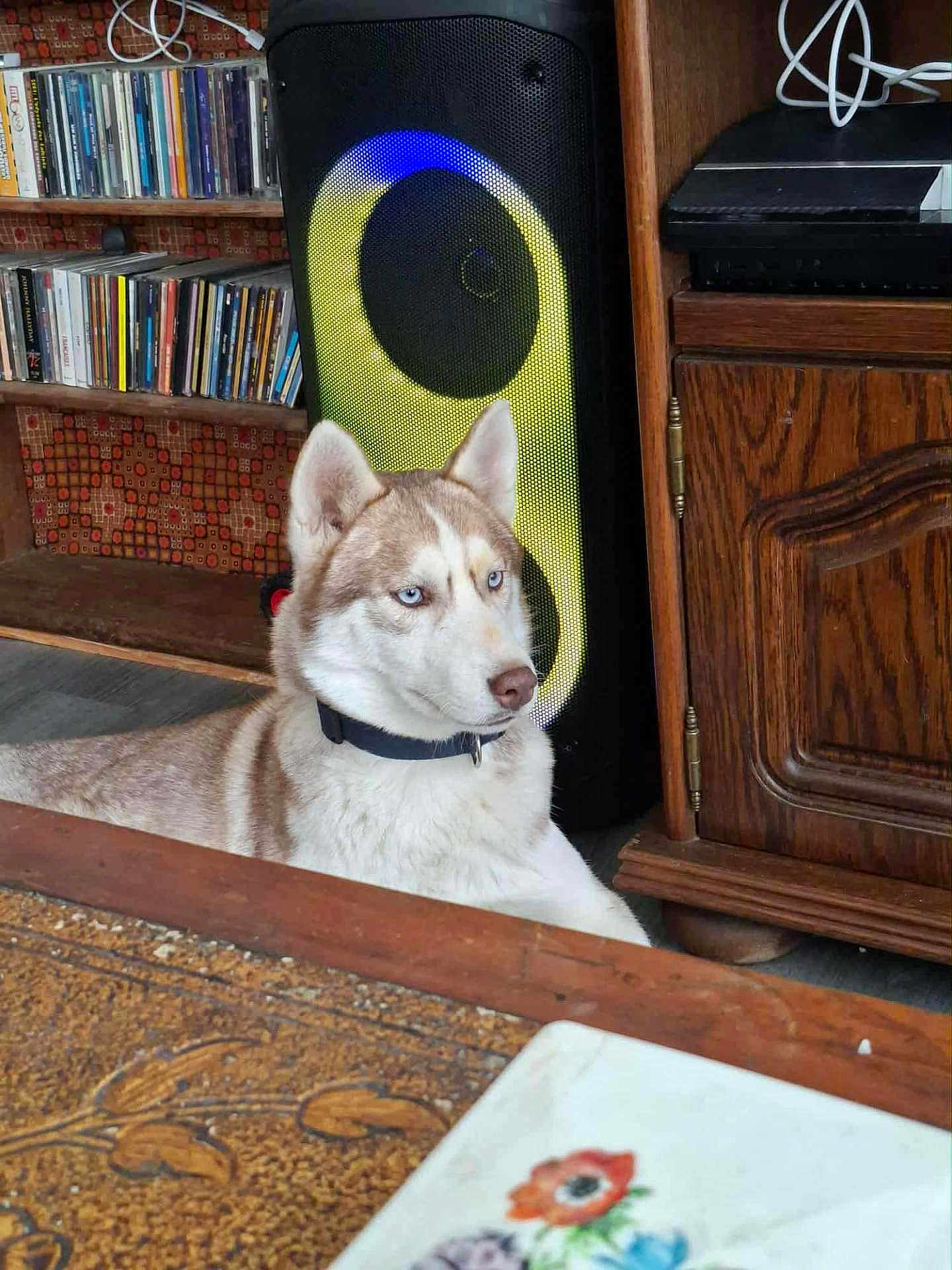 Akira a rejoint le concours — aidez-le/la à gagner de superbes lots ! dog, husky, blue_eyes, indoor, speaker, wooden_furniture, table, floral_pattern, collar, pet, calm, floor, electronics, shelf, cds, decor, home, animal, canine, resting