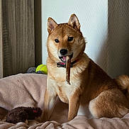 Kira a rejoint le concours — aidez-le/la à gagner de superbes lots ! dog, shiba_inu, pet, animal, treat, blanket, plush_toy, tennis_ball, indoor, cozy, fur, collar, cute, playful, sitting, brown, beige, canine, snack, companion