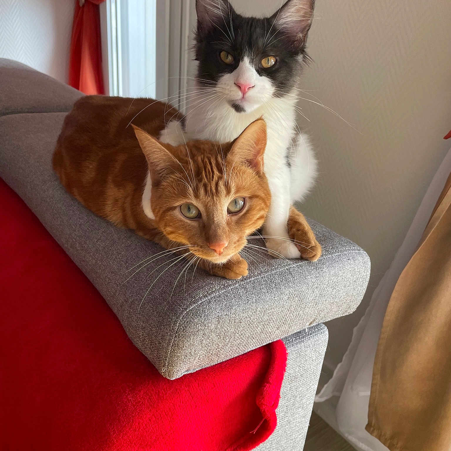 Tillya Et Rousette