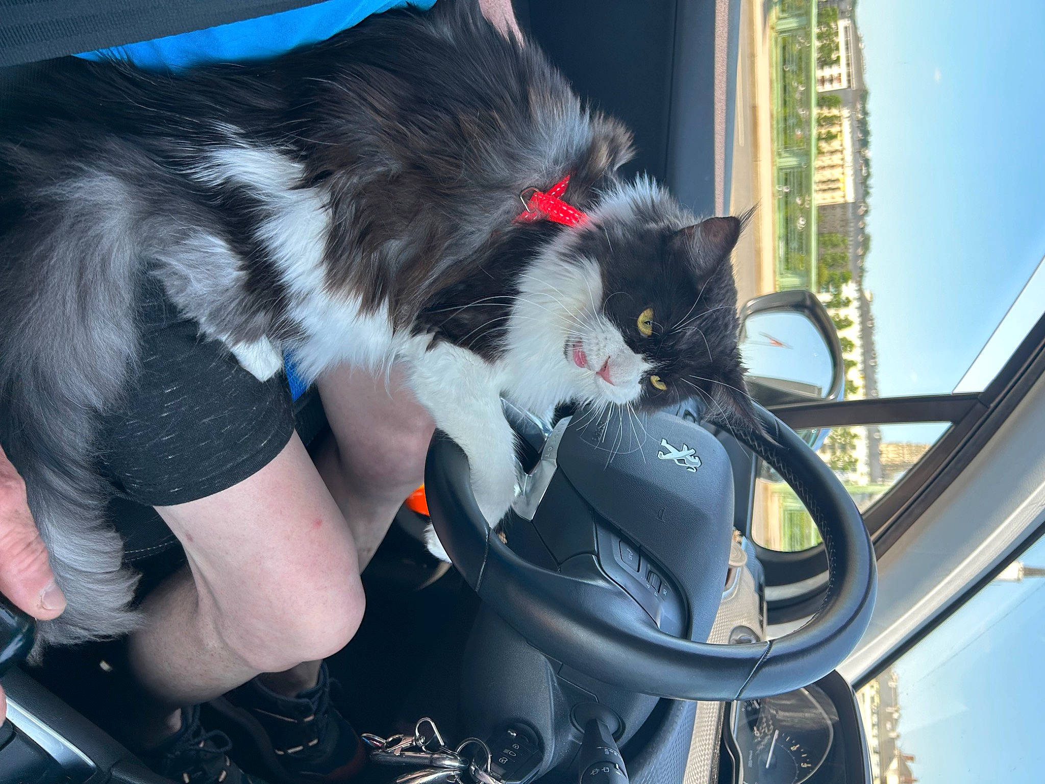 Tillya participe au concours pour gagner de l'argent avec cette photo : auto_part, automotive_design, automotive_exterior, automotive_lighting, automotive_tire, bag, carnivore, cat, felidae, hood, leg, luggage_and_bags, motor_vehicle, sky, small_to_medium_sized_cats, snapshot, tail, thigh, vehicle_door, whiskers