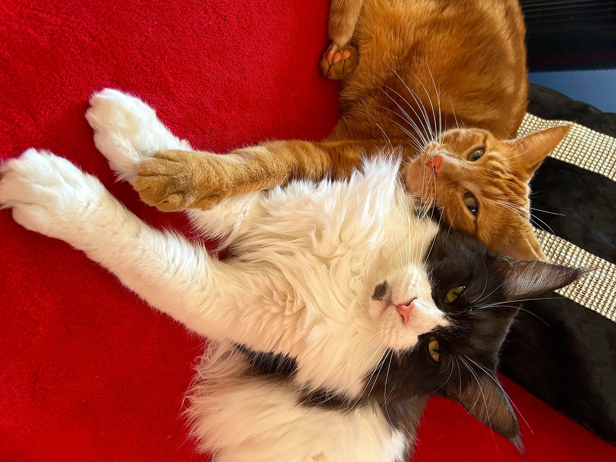 Tillya a rejoint le concours — aidez-le/la à gagner de superbes lots ! carnivore, cat, claw, comfort, domestic_short_haired_cat, ear, event, fawn, felidae, foot, fur, gesture, lap, paw, small_to_medium_sized_cats, snout, tail, whiskers