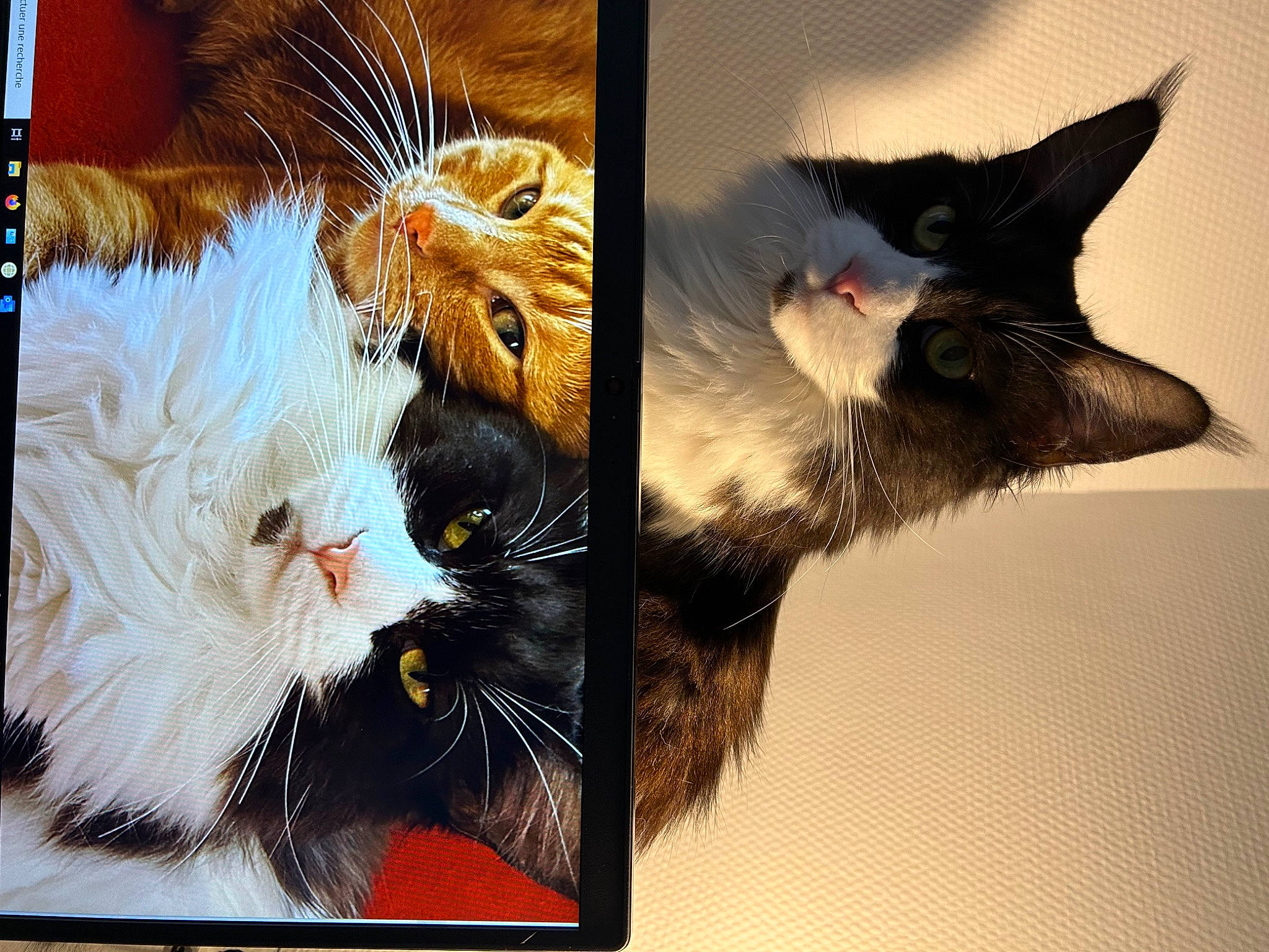 Tillya a rejoint le concours — aidez-le/la à gagner de superbes lots ! art, box, carnivore, cat, claw, domestic_short_haired_cat, event, felidae, fur, organism, paw, photo_caption, rectangle, small_to_medium_sized_cats, snout, still_life_photography, stock_photography, tail, whiskers