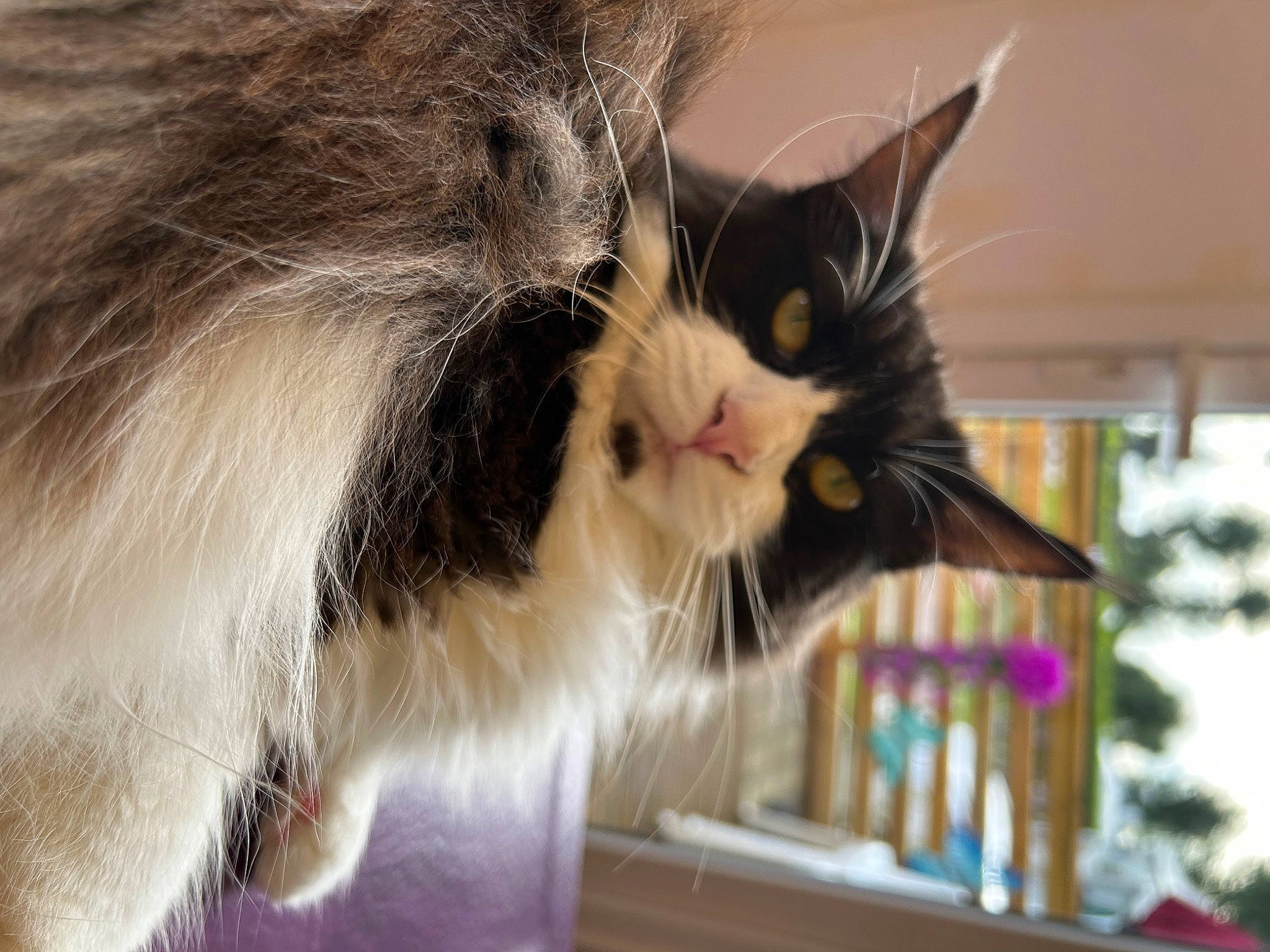 Tillya participe au concours pour gagner de l'argent avec cette photo : carnivore, cat, claw, domestic_short_haired_cat, felidae, fur, paw, plant, small_to_medium_sized_cats, snout, tail, tree, whiskers, window, wood