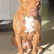 Yulka a rejoint le concours — aidez-le/la à gagner de superbes lots ! dog, brown_dog, white_chest, sitting, sunlight, indoor, floor, shadow, pet, canine, animal, mammal, ears, tail, paw, nail, nose, quiet, calm, home