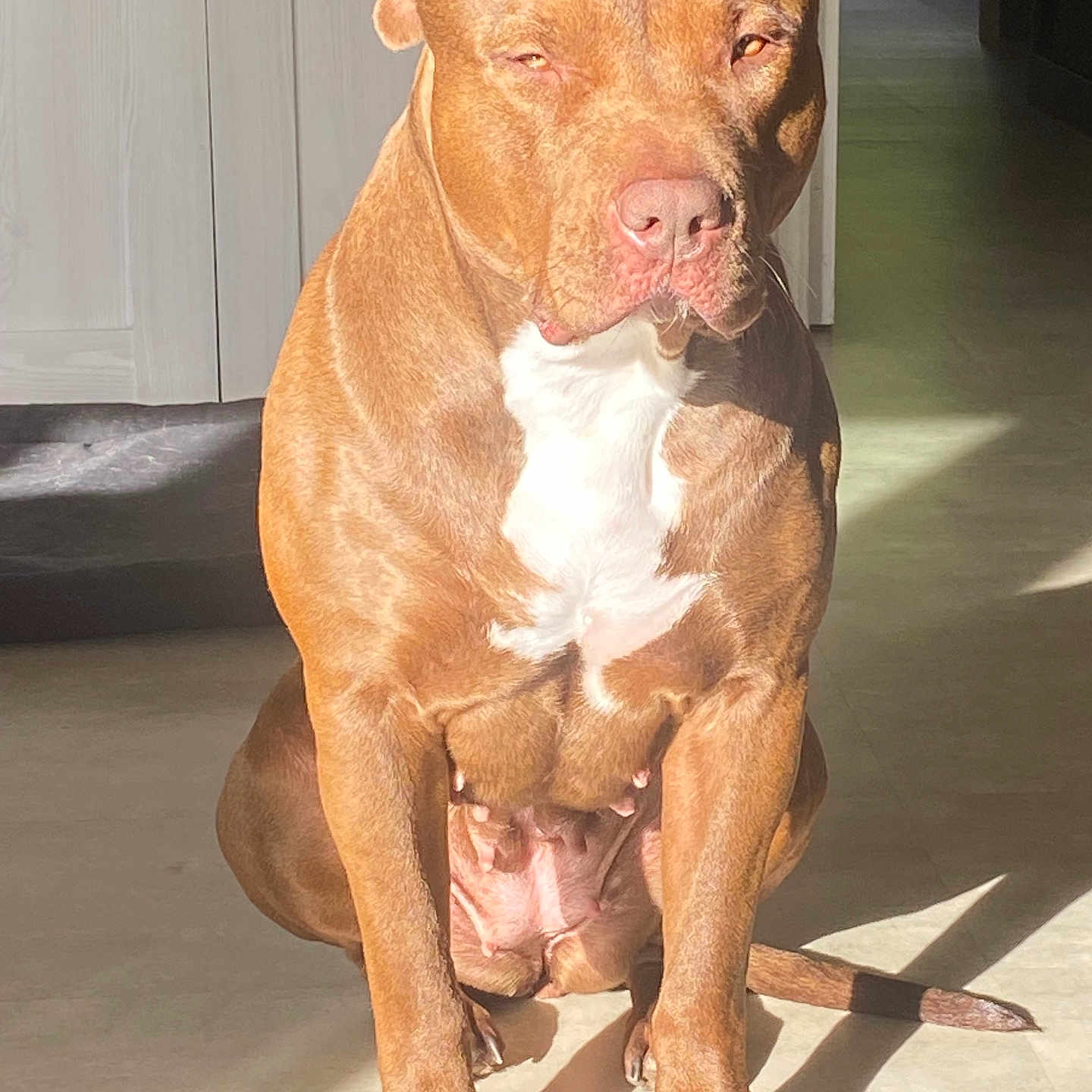 Yulka a rejoint le concours — aidez-le/la à gagner de superbes lots ! animal, brown_dog, calm, canine, dog, ears, floor, home, indoor, mammal, nail, nose, paw, pet, quiet, shadow, sitting, sunlight, tail, white_chest