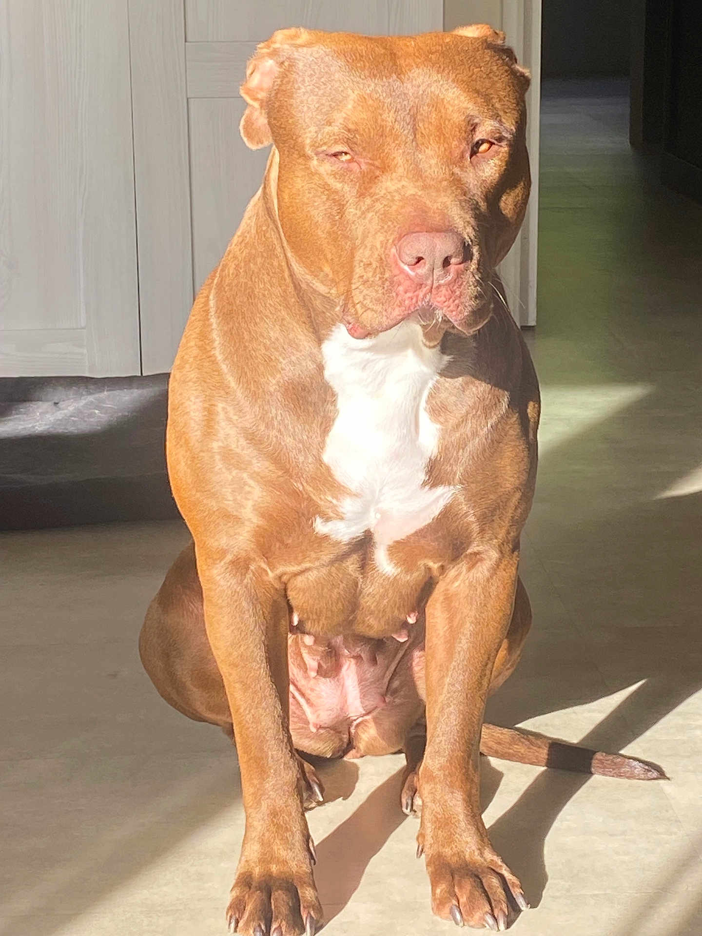 Yulka a rejoint le concours — aidez-le/la à gagner de superbes lots ! dog, brown_dog, white_chest, sitting, sunlight, indoor, floor, shadow, pet, canine, animal, mammal, ears, tail, paw, nail, nose, quiet, calm, home