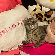 Karl joined the competition — help win amazing prizes! cat, gray_tabby, plush_toy, hello_kitty, pillow, pink, soft_texture, indoor, pet, cute, relaxed, fur, whiskers, yellow_eyes, cushion, fabric, cozy, resting, animal, closeup