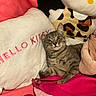 cat, gray_tabby, plush_toy, hello_kitty, pillow, pink, soft_texture, indoor, pet, cute, relaxed, fur, whiskers, yellow_eyes, cushion, fabric, cozy, resting, animal, closeup