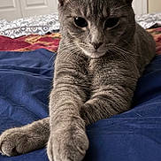 Dino joined the competition — help win amazing prizes! cat, gray_cat, pet, animal, feline, bed, blanket, stretching, paws, indoor, cozy, cute, whiskers, ears, fur, closeup, relaxed, sleepy, home, domestic