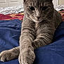 cat, gray_cat, pet, animal, feline, bed, blanket, stretching, paws, indoor, cozy, cute, whiskers, ears, fur, closeup, relaxed, sleepy, home, domestic